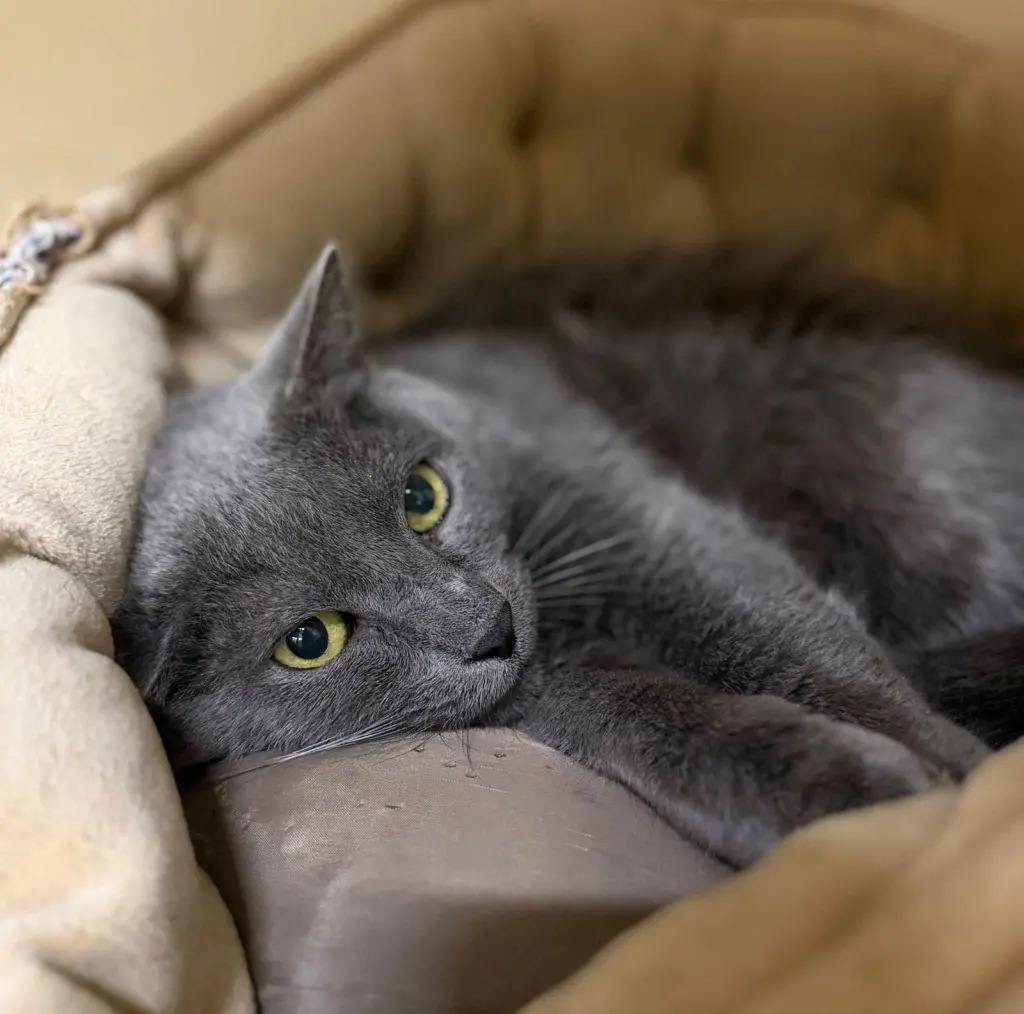 Charlie Tuna