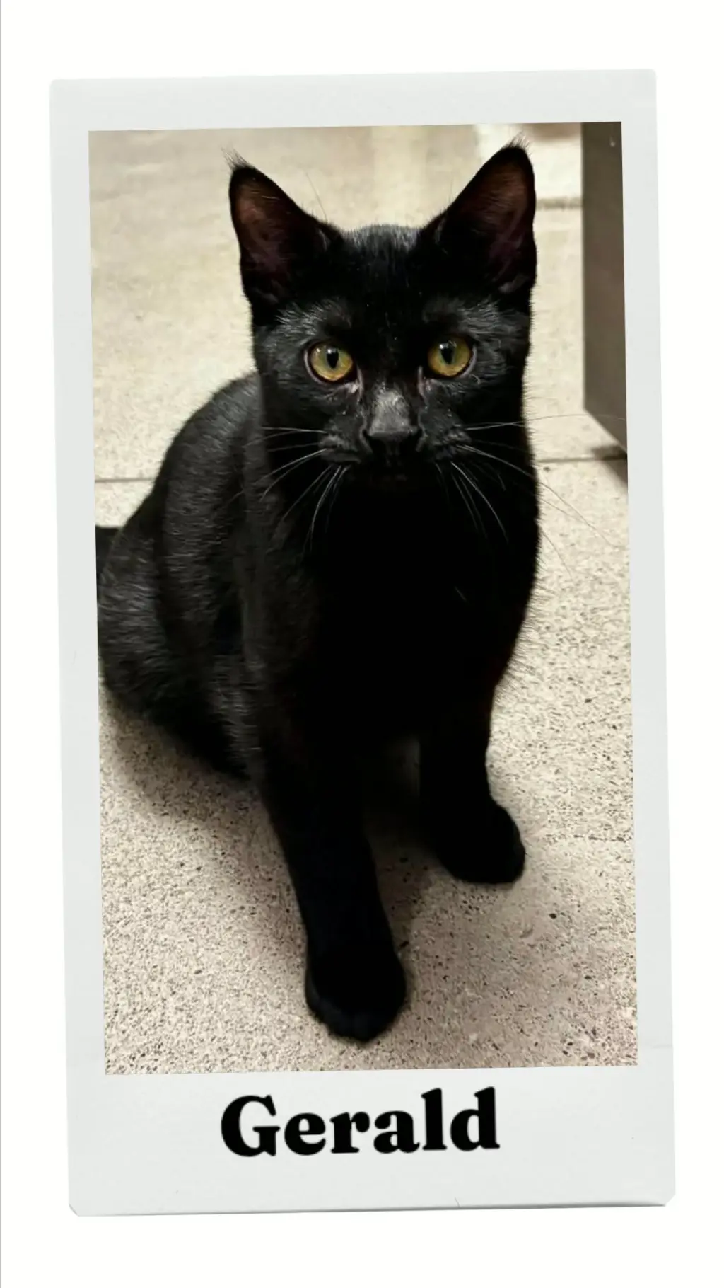 Gerald