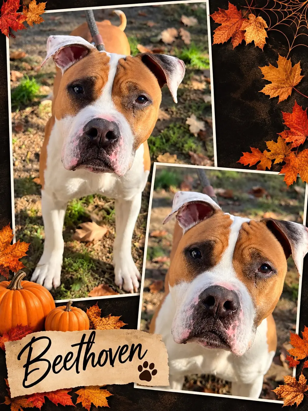 Beethoven