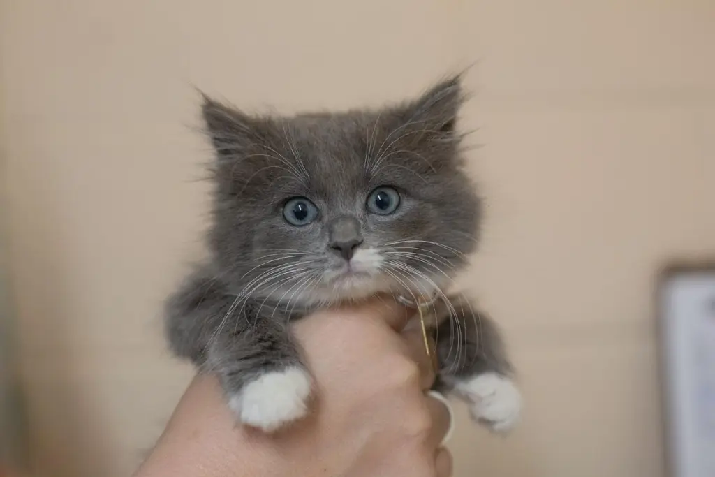 Cinnamon