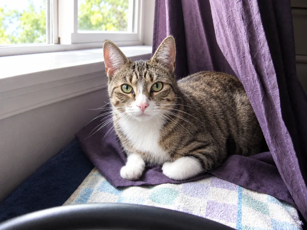 CLEO - Young Adult Spotted Tabby