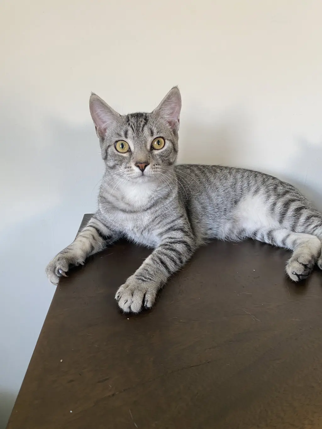 Merlin