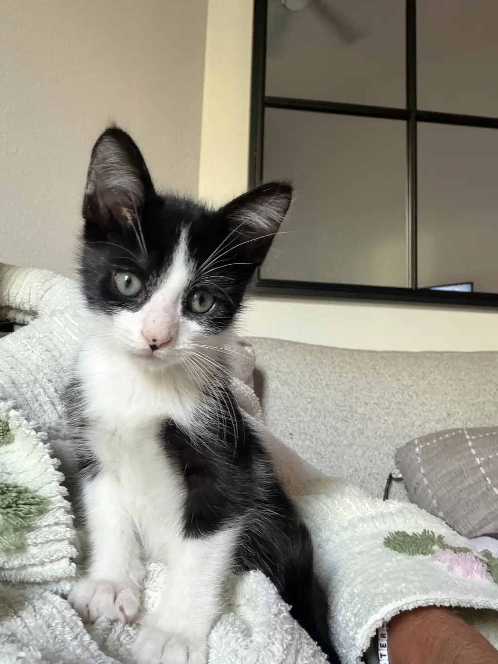 Lil Moo Moo