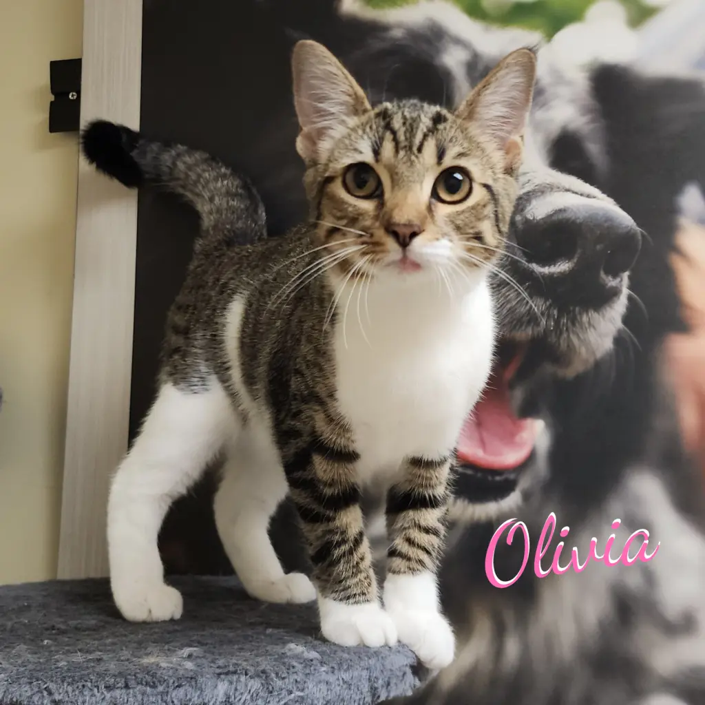 Olivia #bonded-to-Oliver