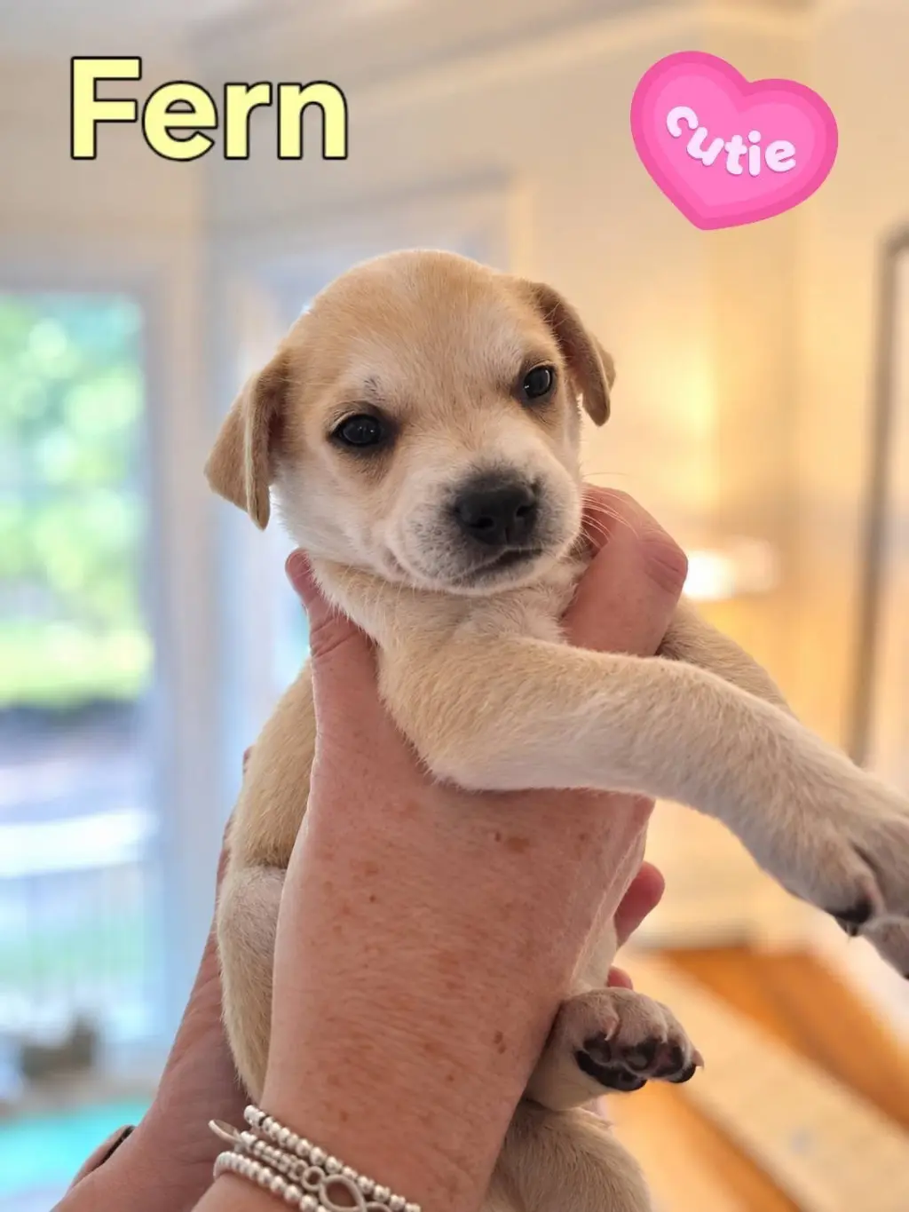 Fern - Willow Mae Litter