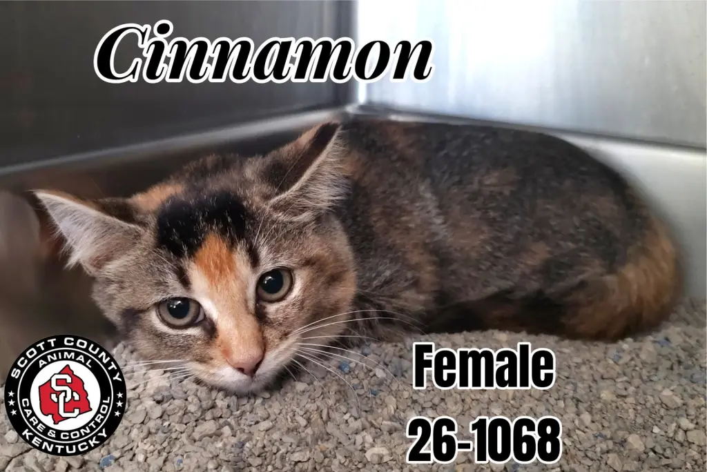 Cinnamon