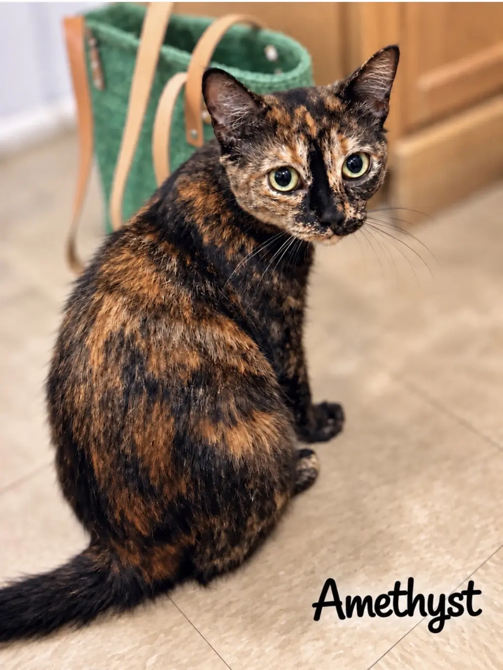 Amethyst (FCID# 08/19/2026 - 109) Willow Grove