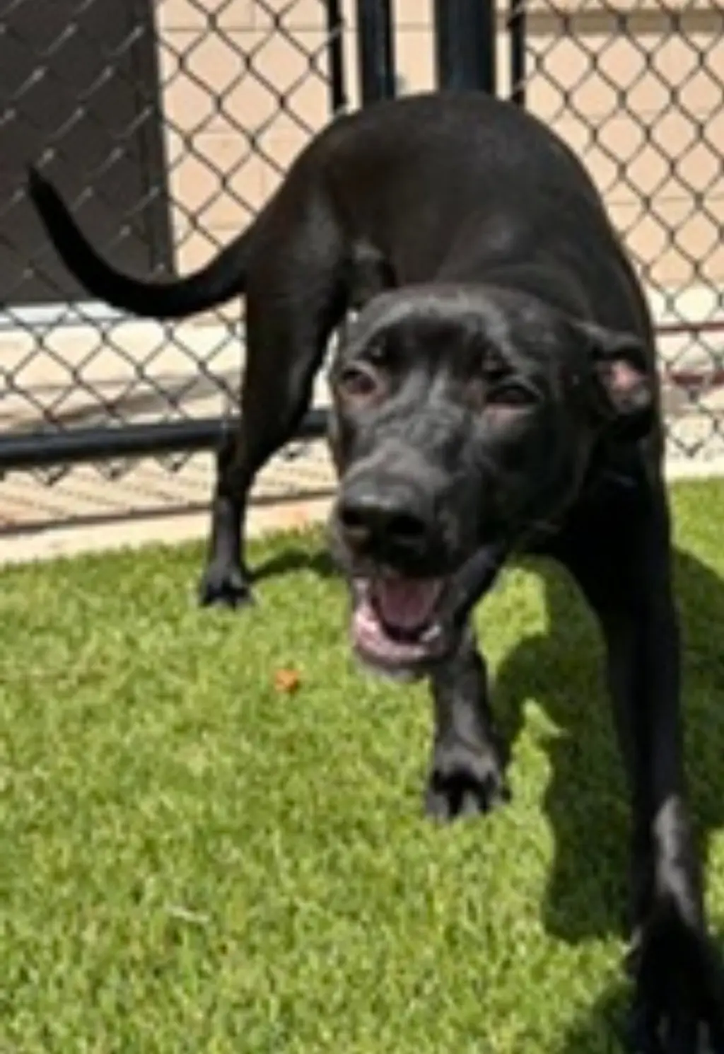 Zoomie