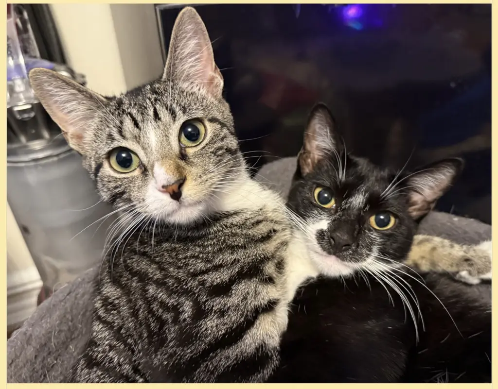Pixie and Dixie