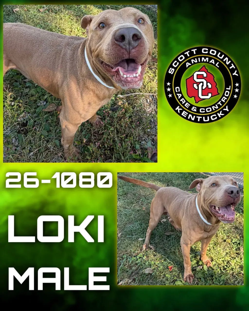 Loki