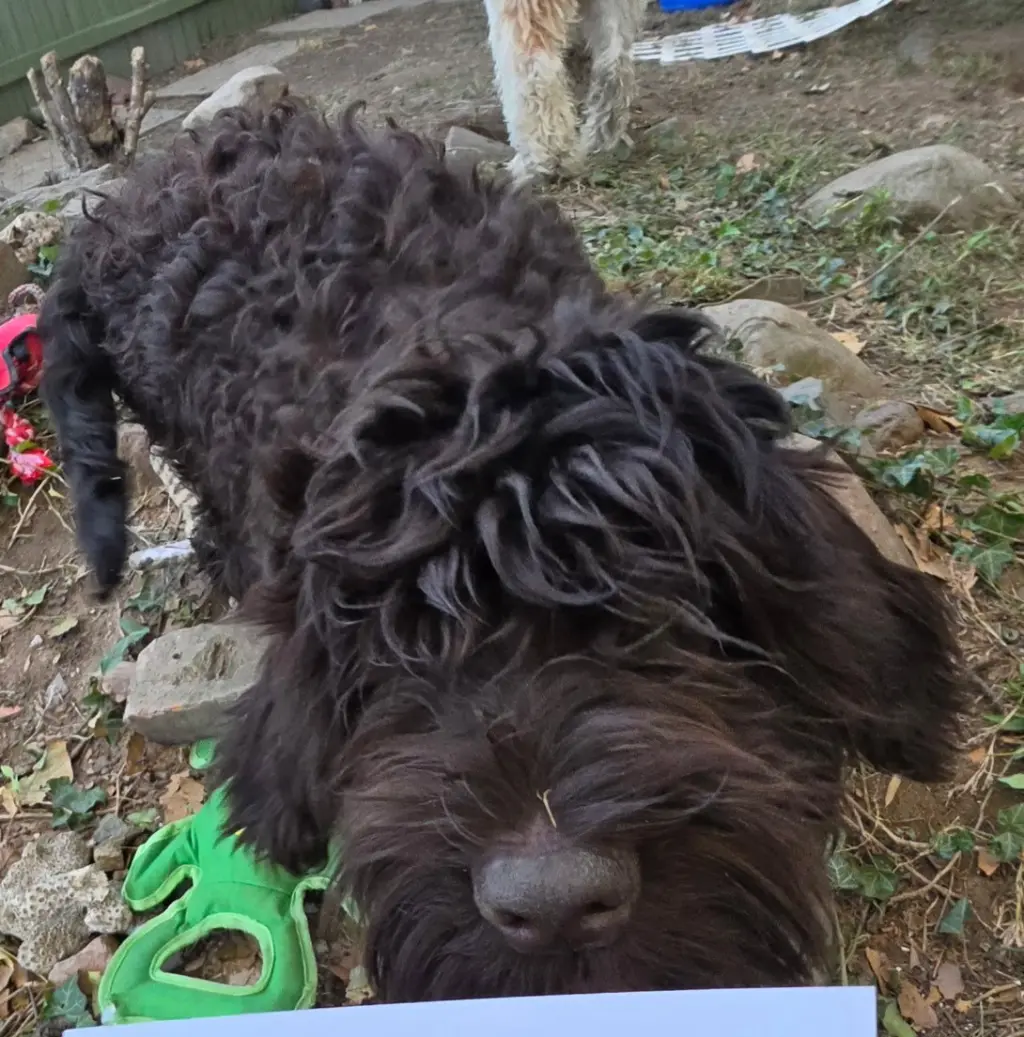 Otto