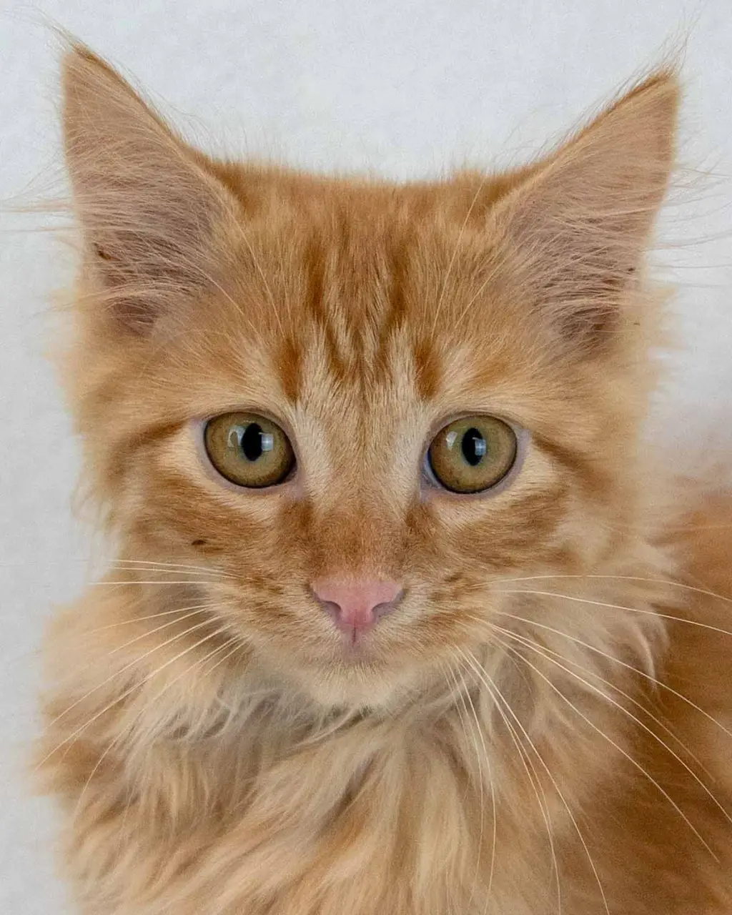 Lord Meowington
