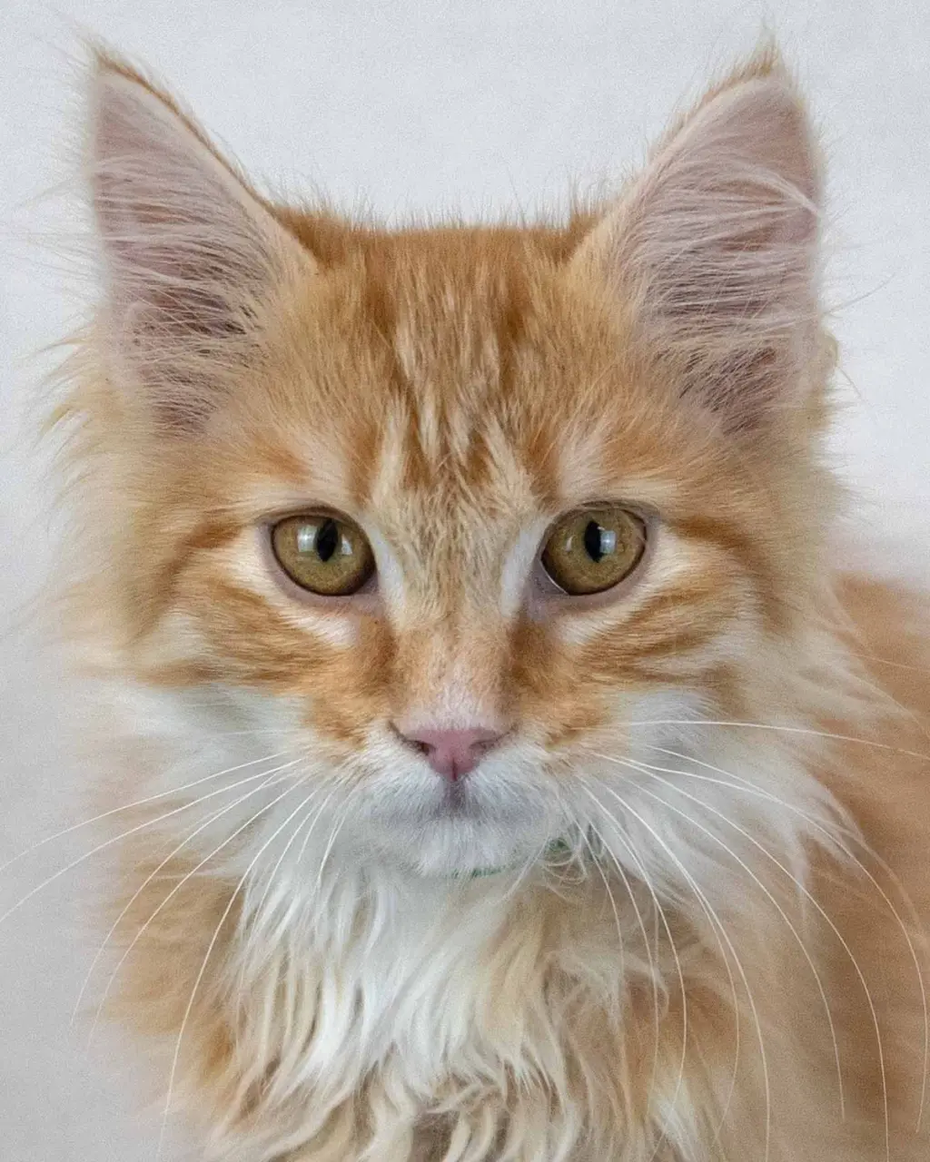 Count Catula