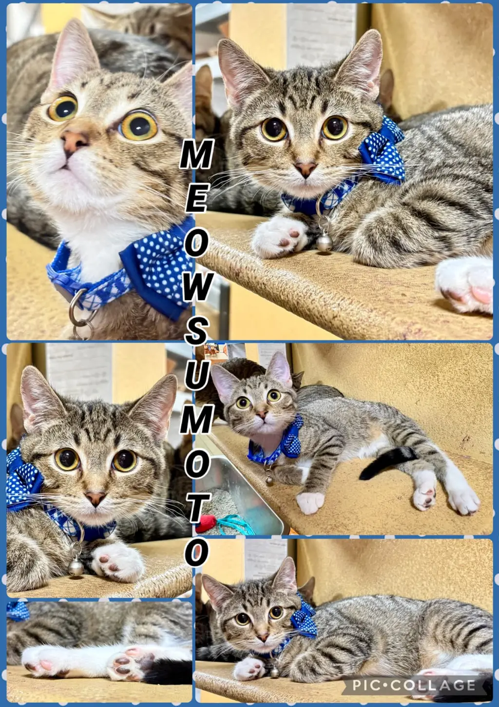 MEOWSUMOTO