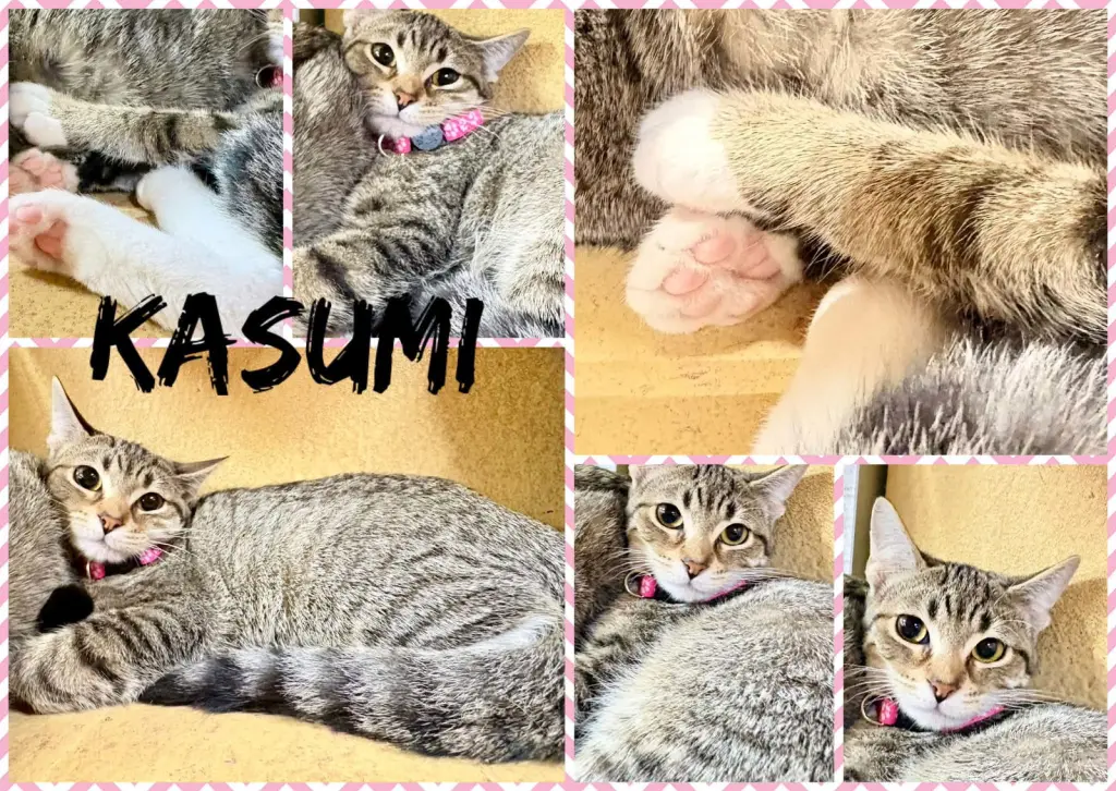KASUMI