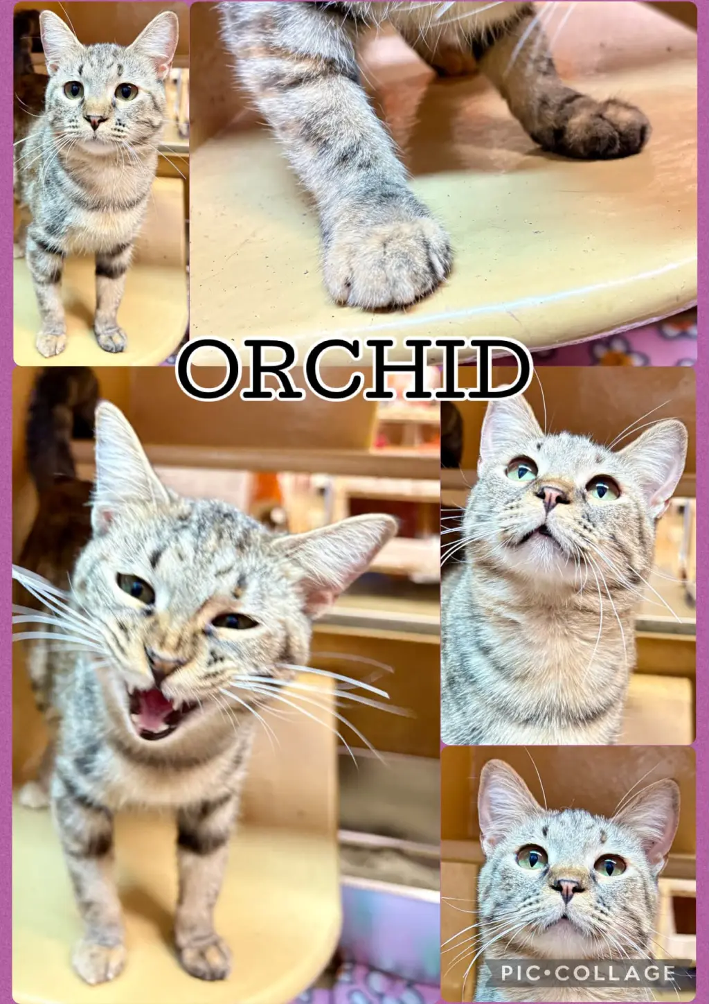 ORCHID