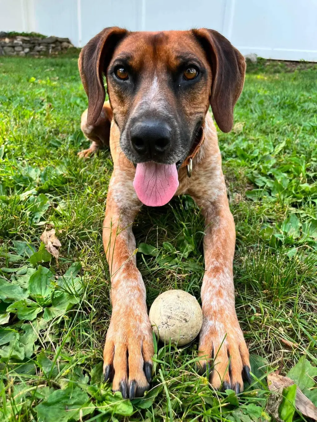 Ottis
