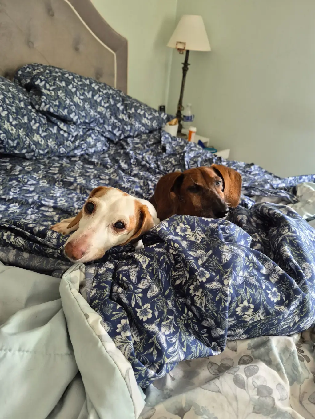 Dakota and Moose