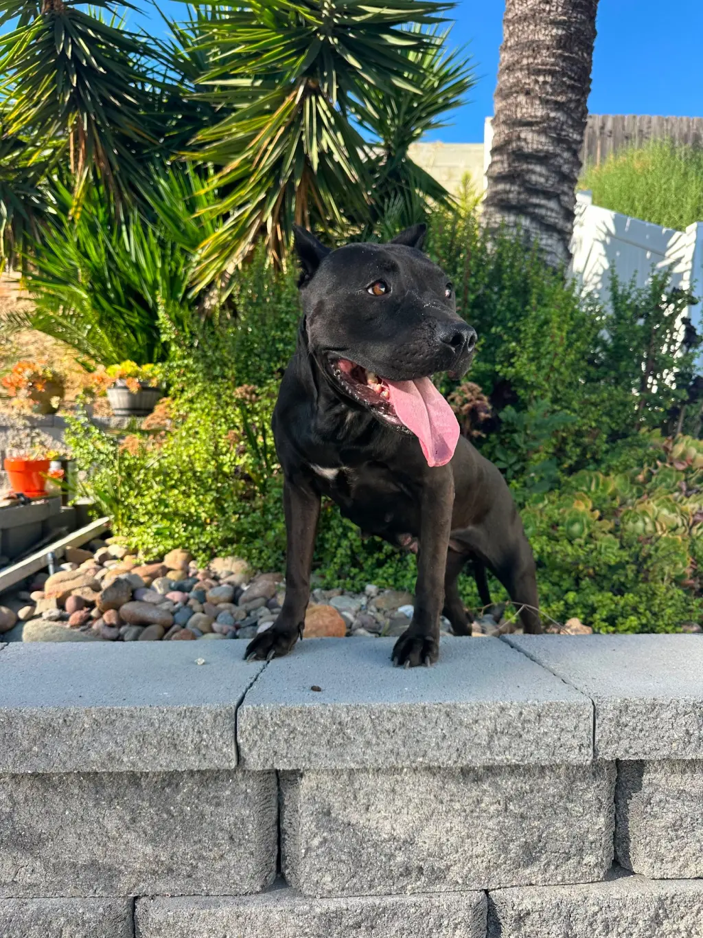 Kaida