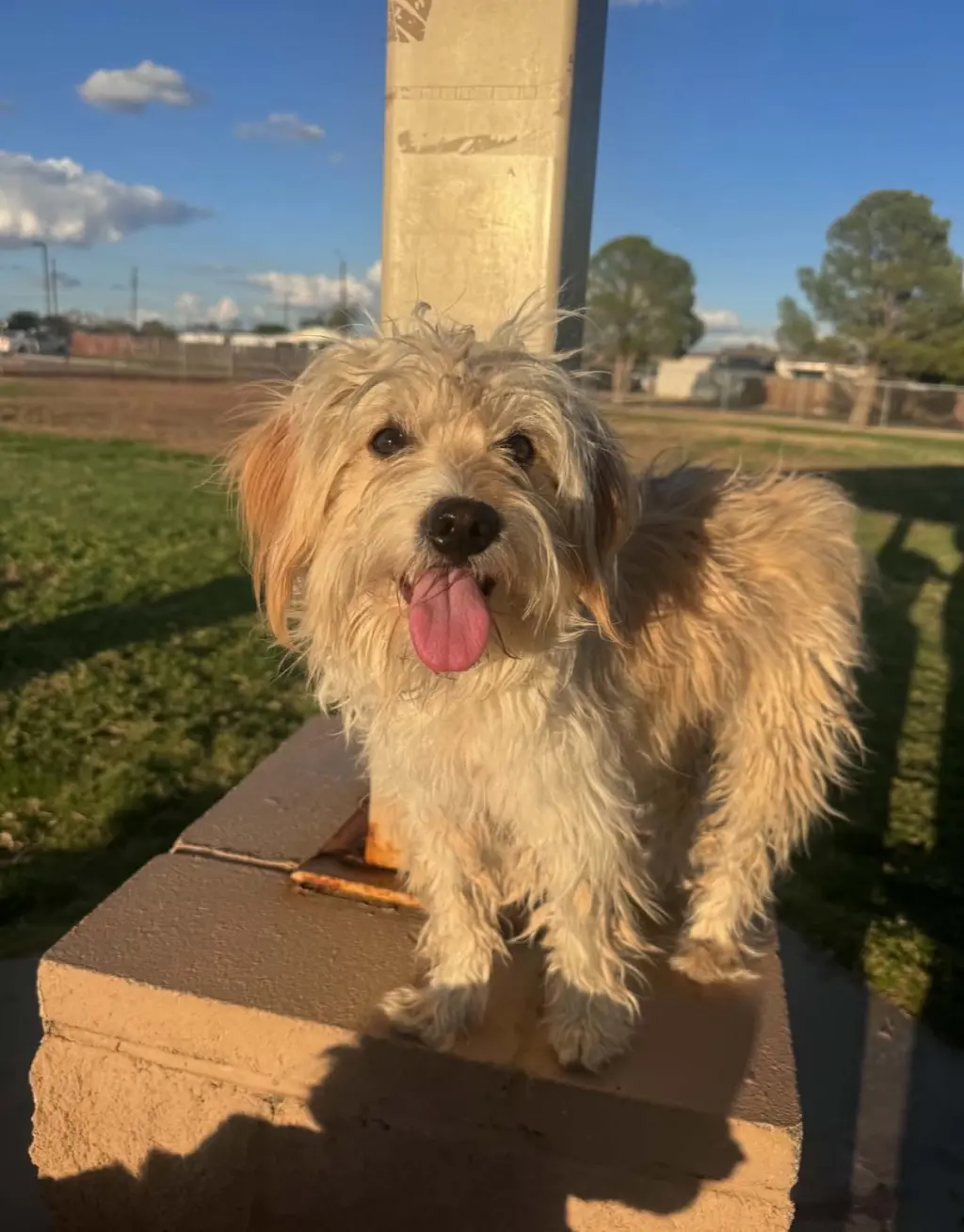 Crockett - ADOPTION IN PROCESS