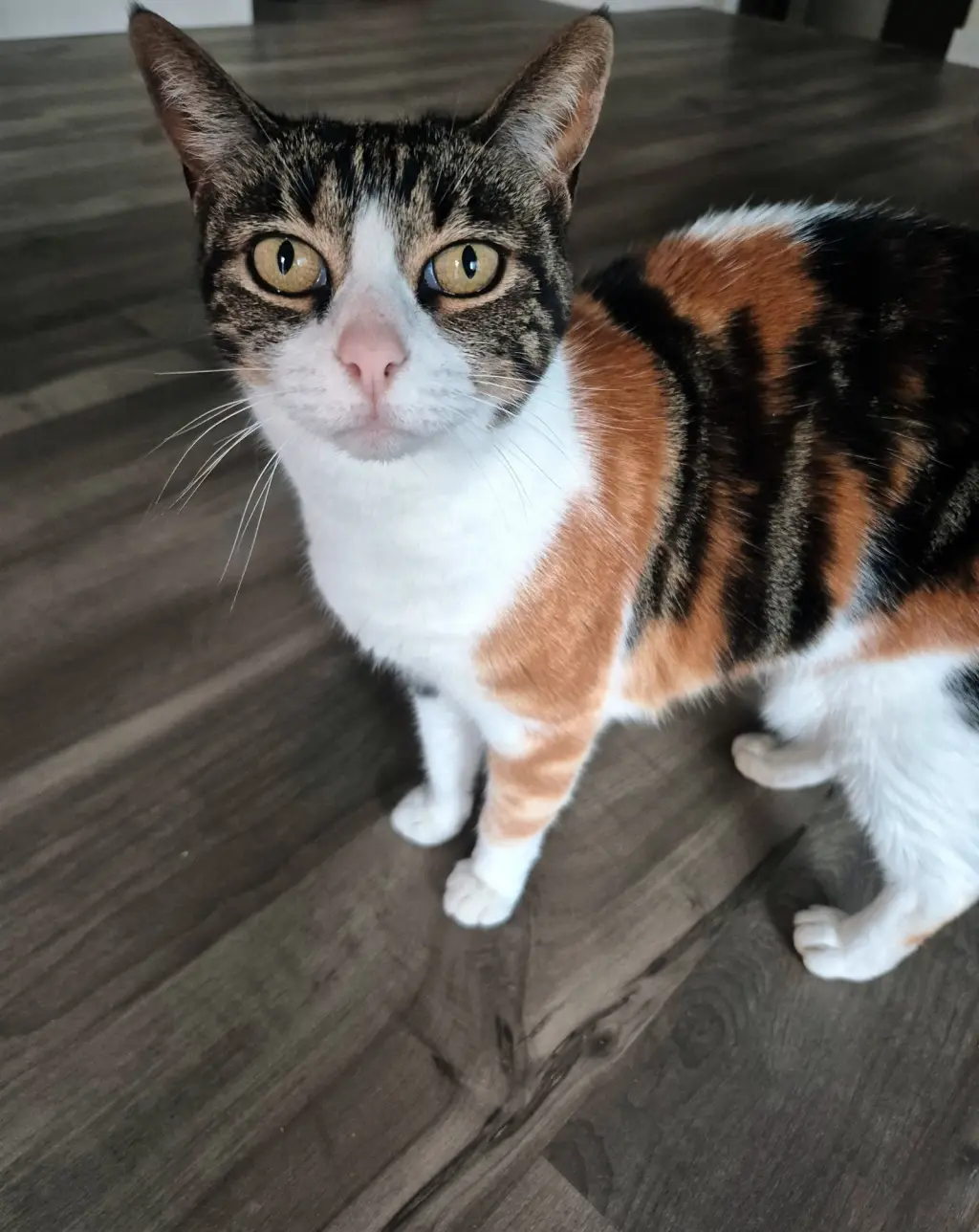 PETALS #2040 - Offered by Owner - Sweet Calico