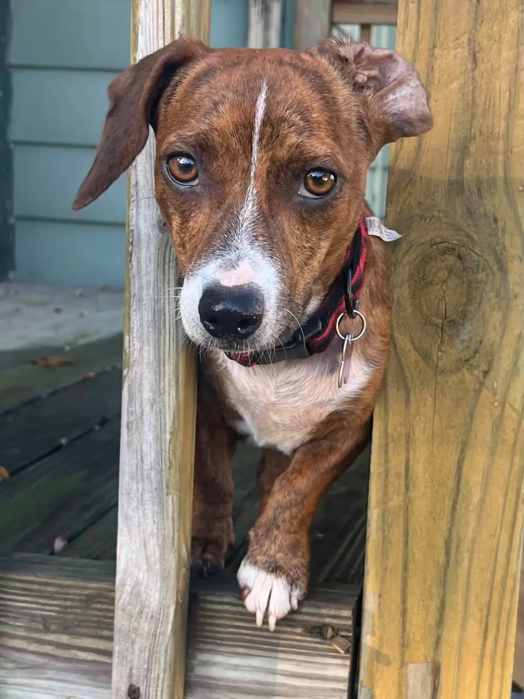 Candy