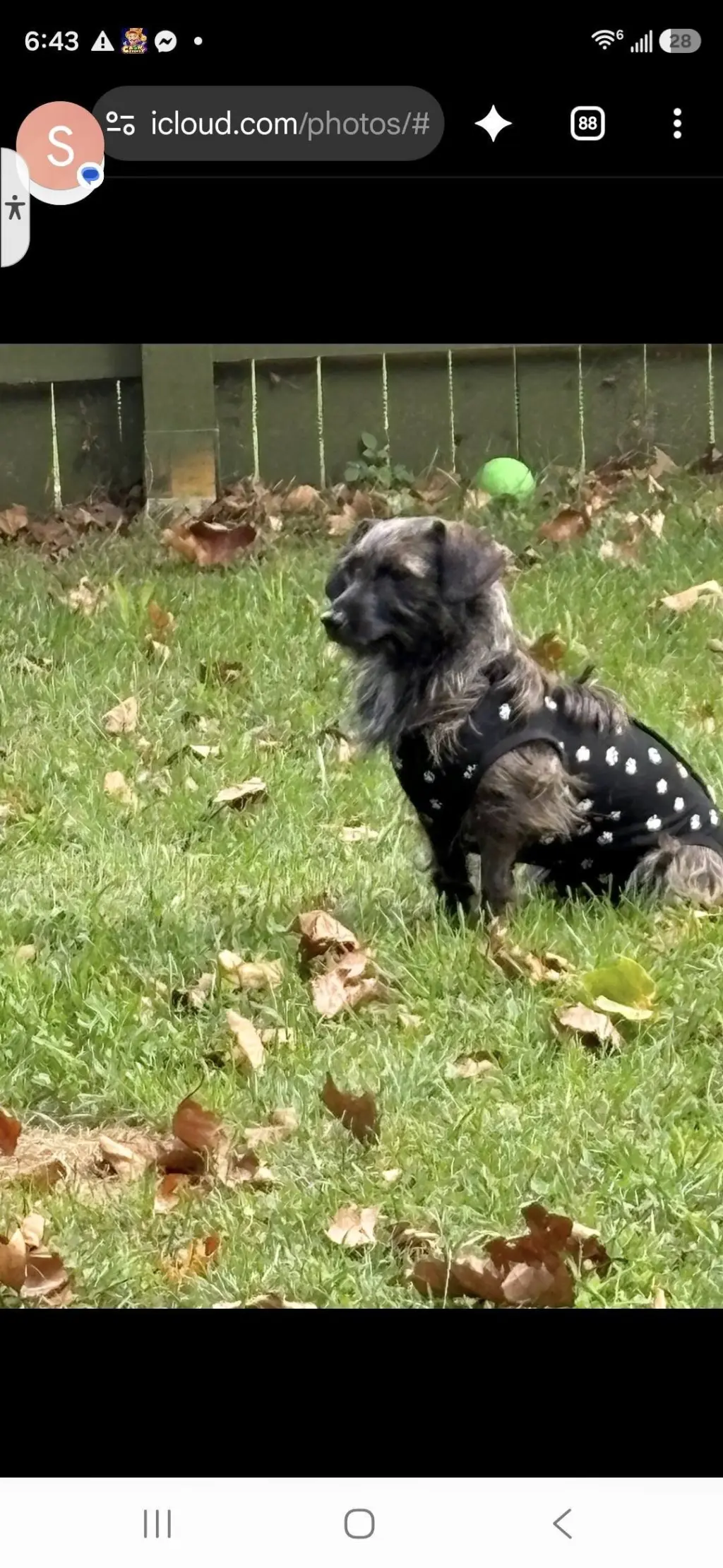 Princess & Dutchess