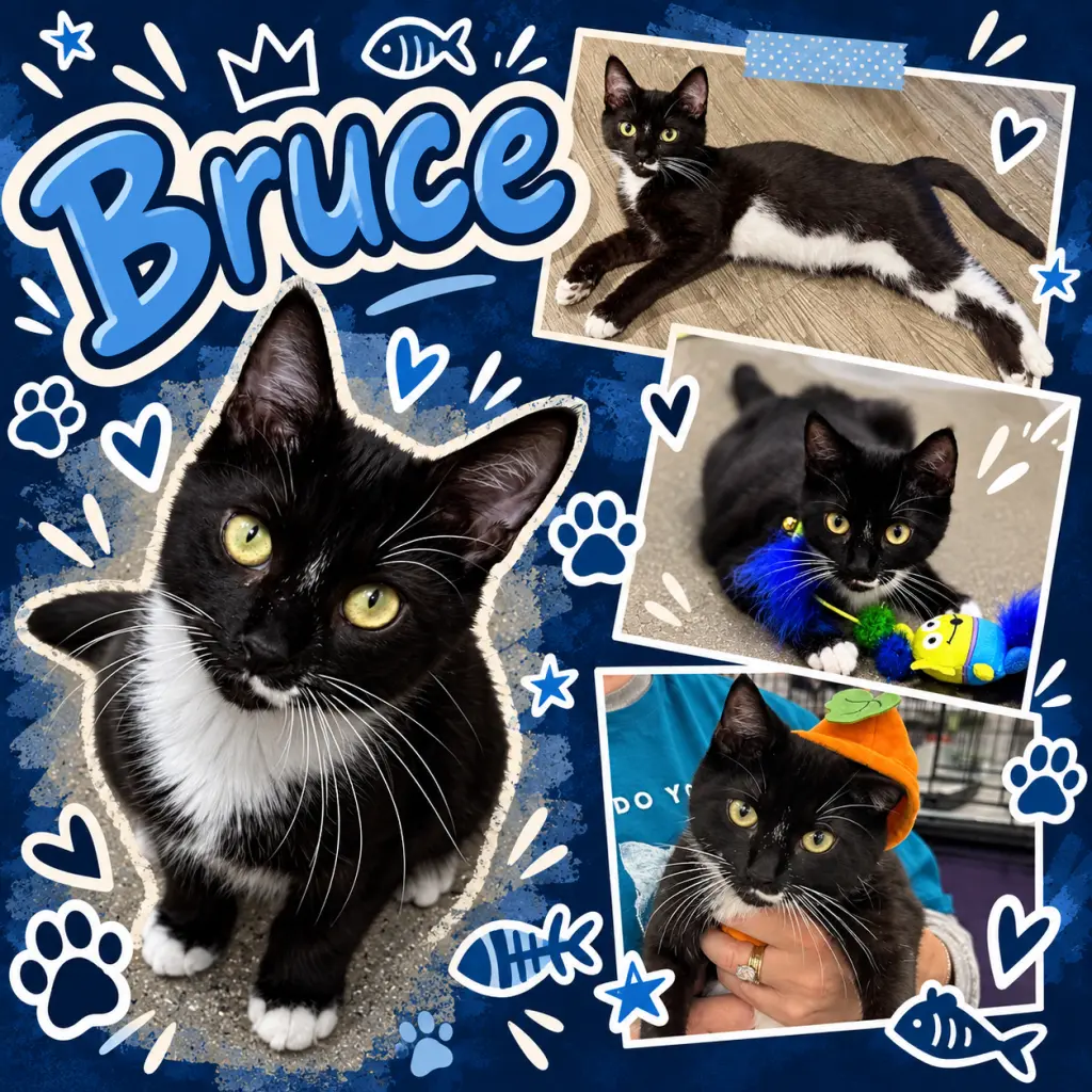 Bruce (FCID# 06/09/2026 - 39 Middletown PS) DC