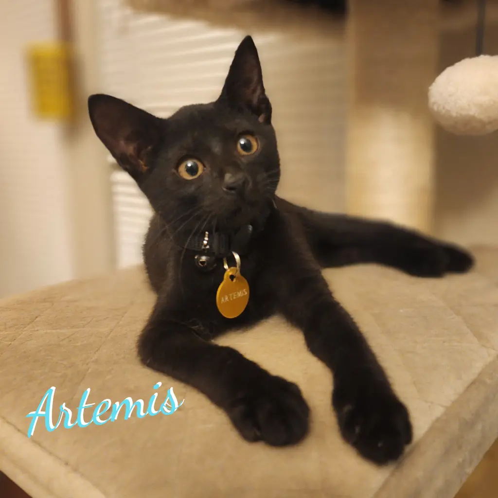 Artemis #copper-penny-eyes