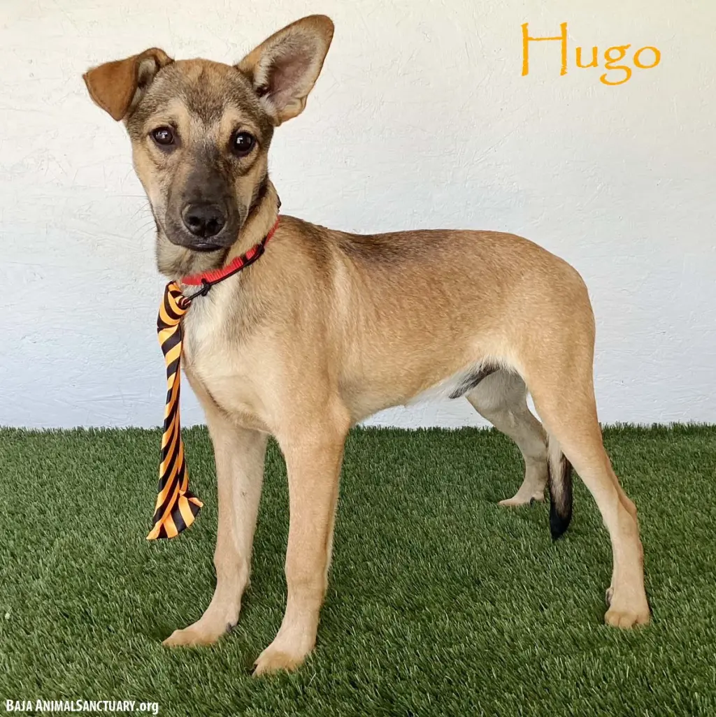 Hugo