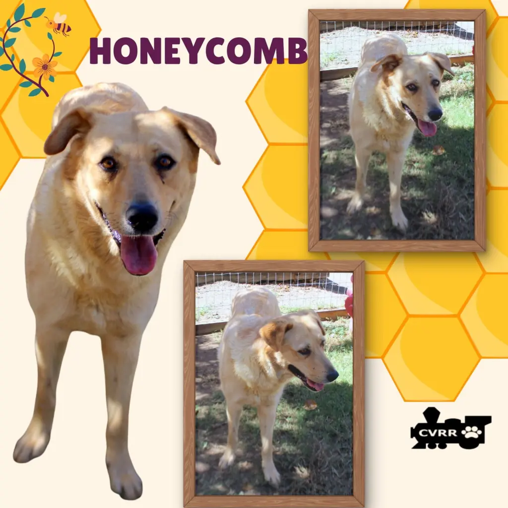 Honeycomb