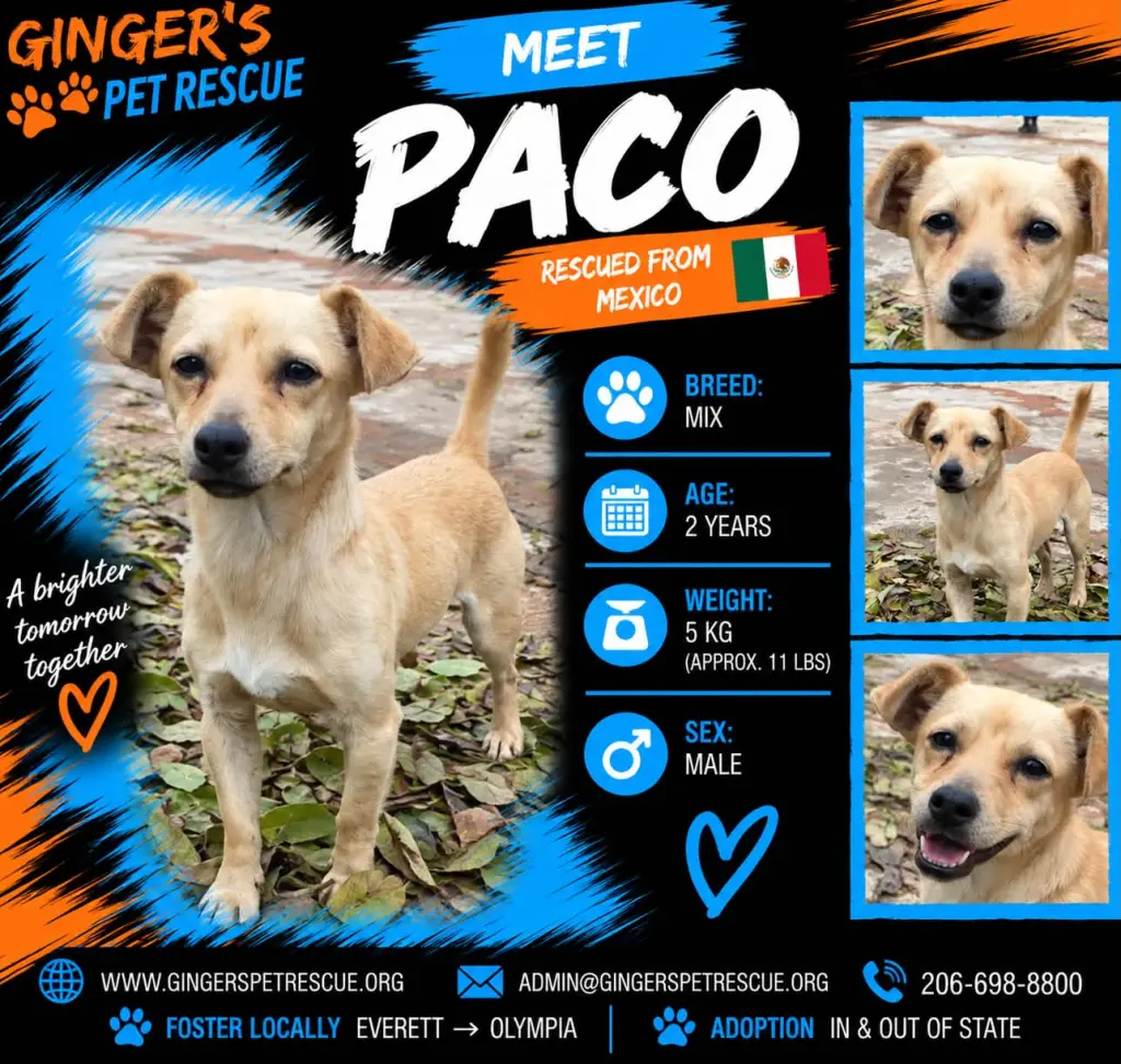 Paco From Mexico