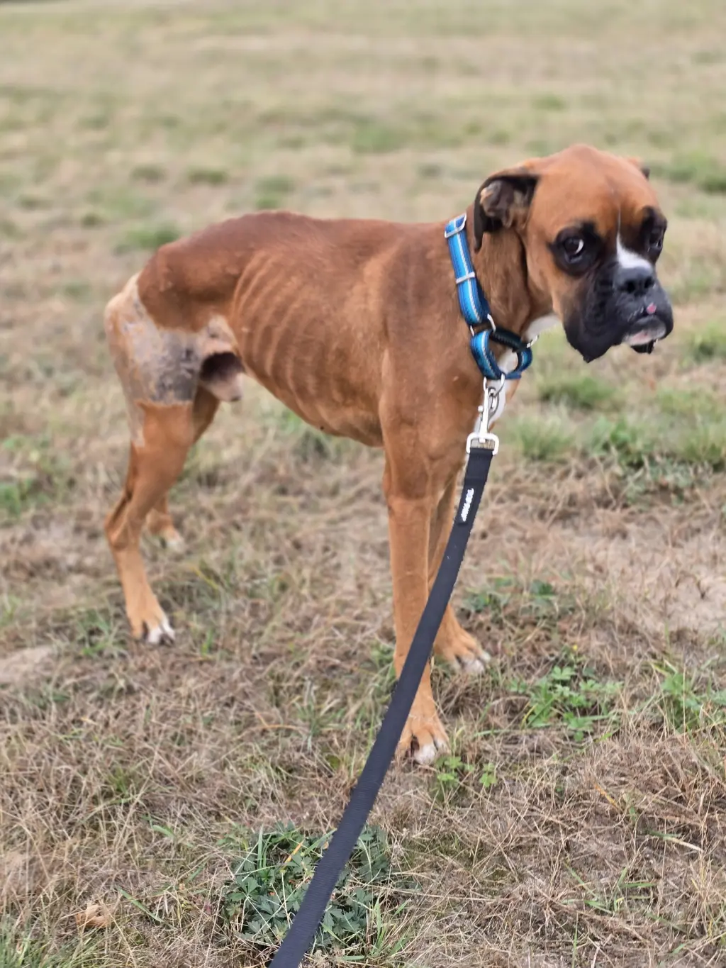 Simba *Needs Foster*