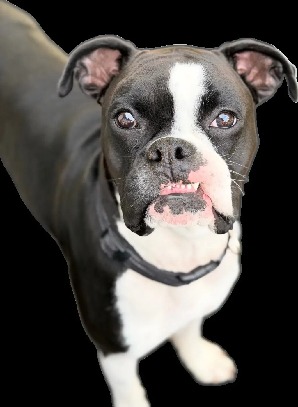 Cooper *Needs Foster*