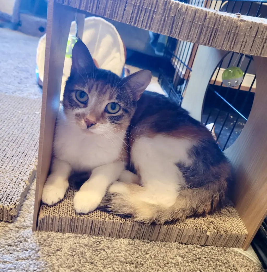 Callie