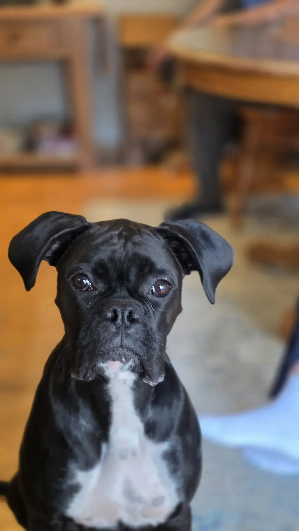 Luna *In a Foster-to-Adopt Home *