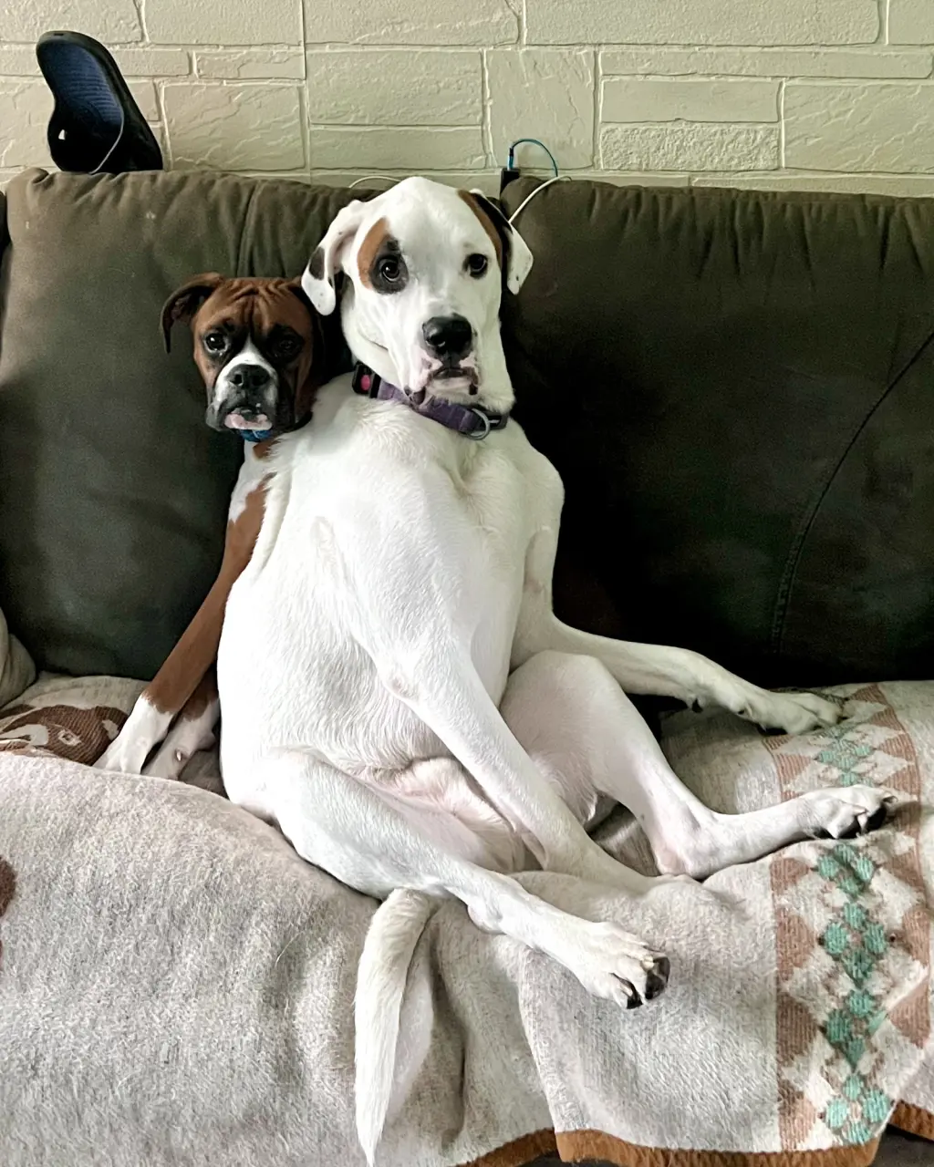 Ghost & Sammy