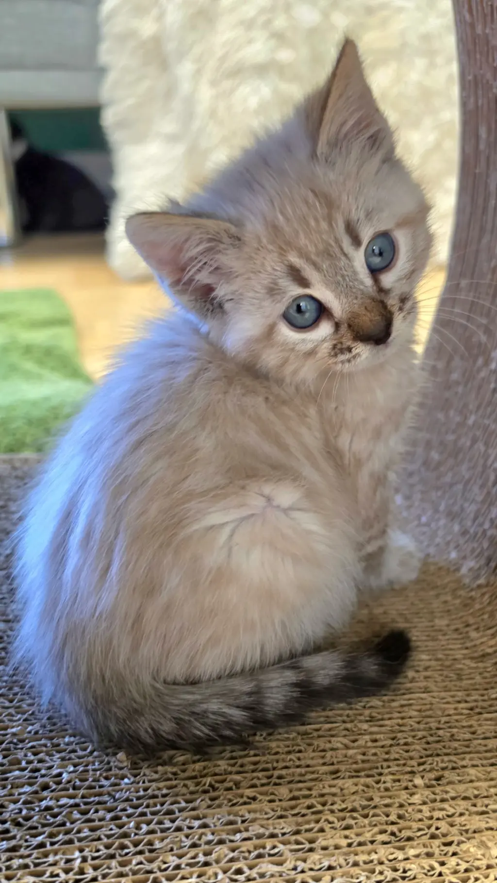 Harlow