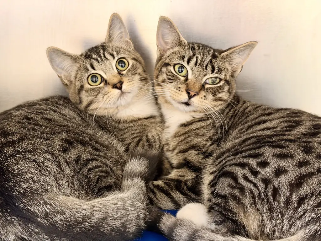 Gidget and Fidget