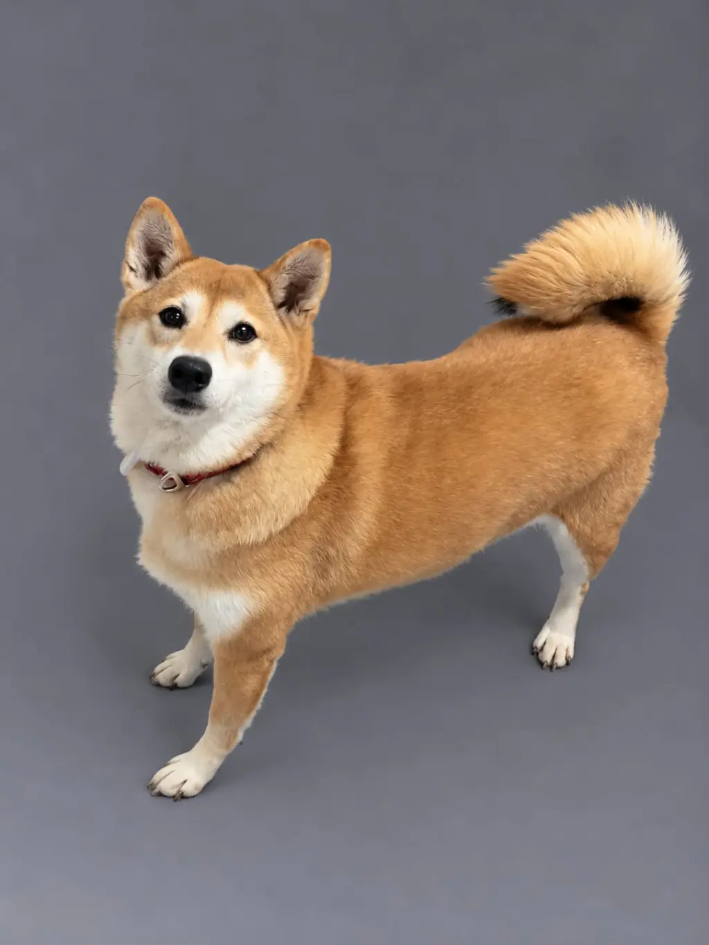 Chestnut