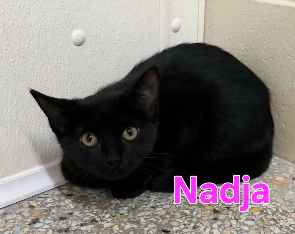 Nadja (Available 10/30/26)