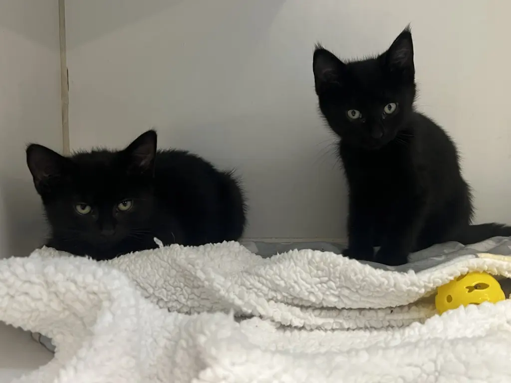 Gomez and Lurch 8 weeks