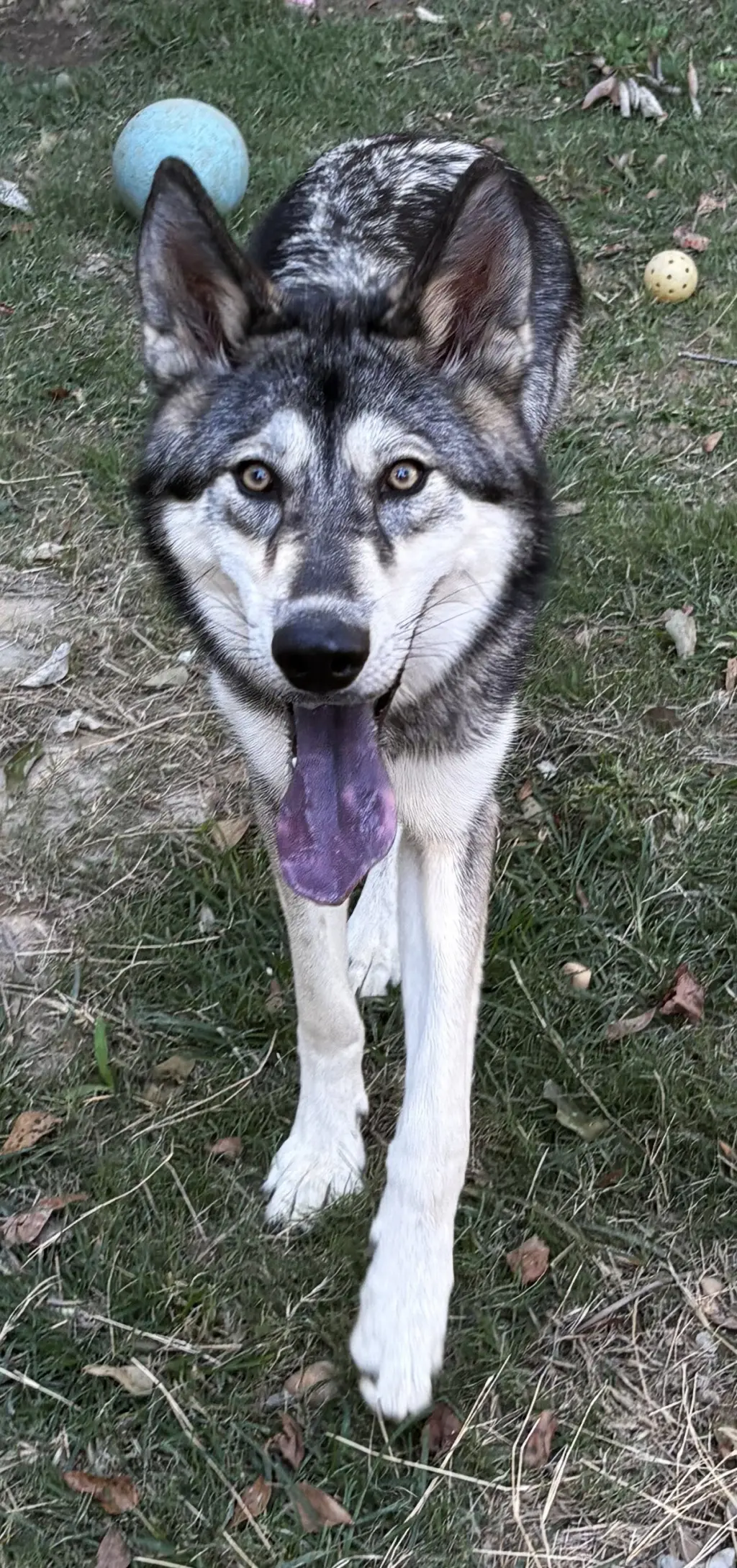 261610  Balto