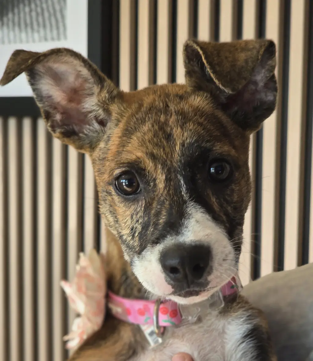 Joey- brindle princess