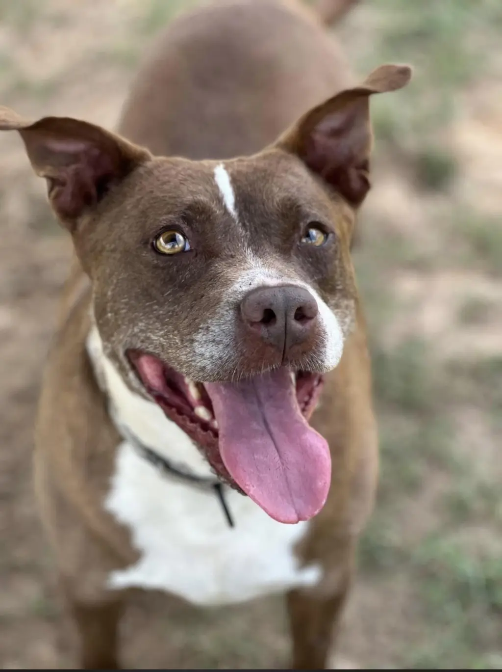 Buster 3yrs (AVA 10/21)
