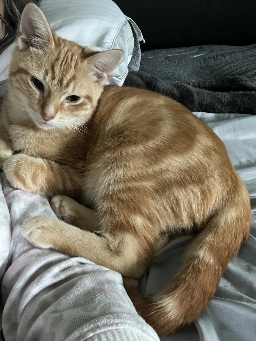 Apollo