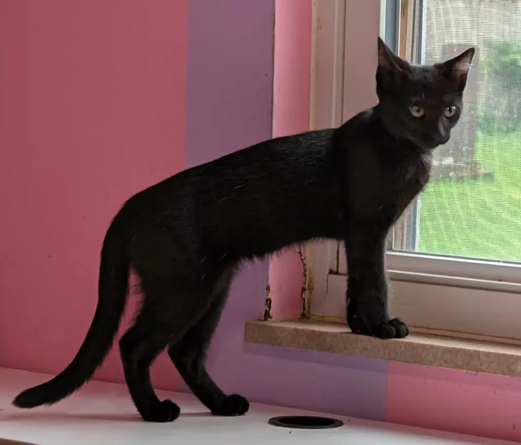 Elowyn (bonded with Emerson)