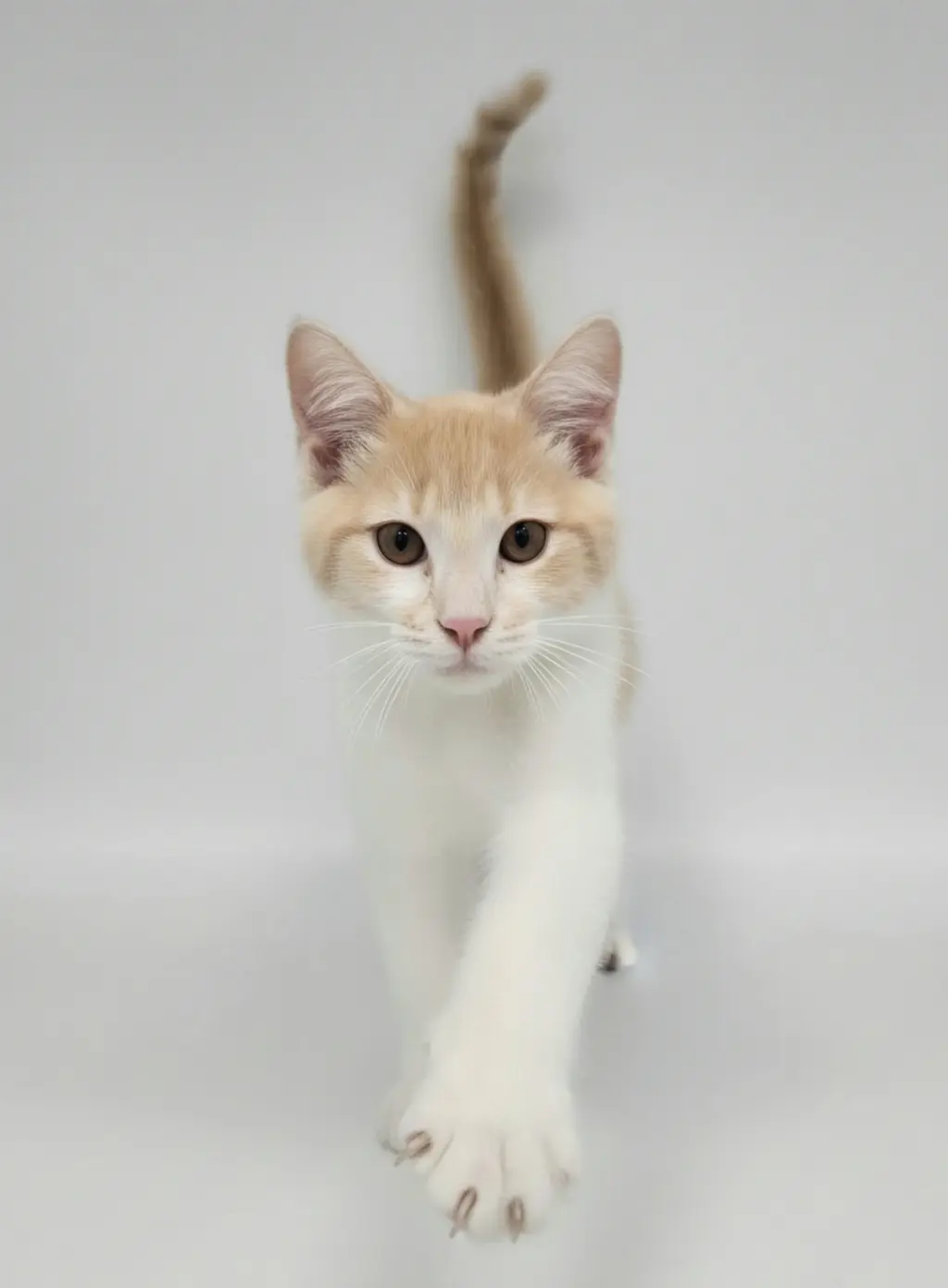 Greta