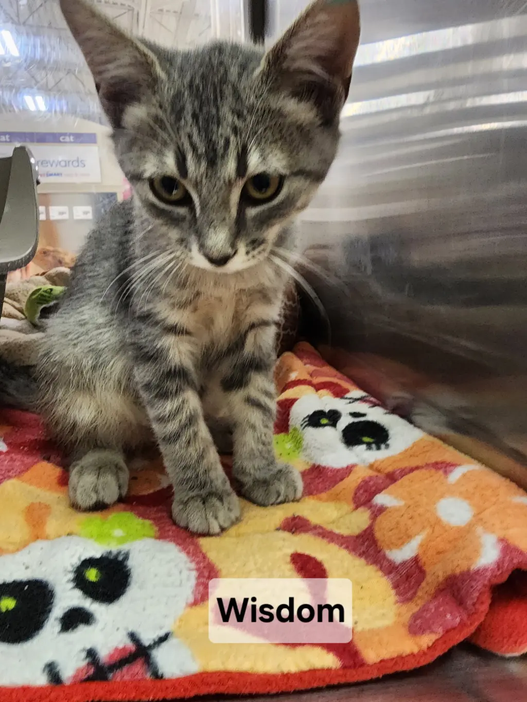 *Wisdom