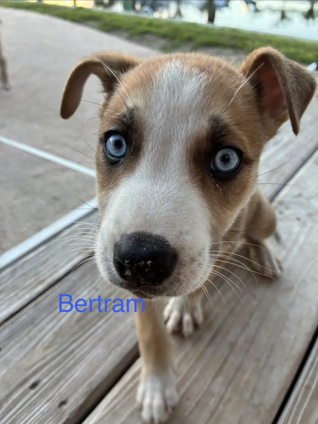Bertram*
